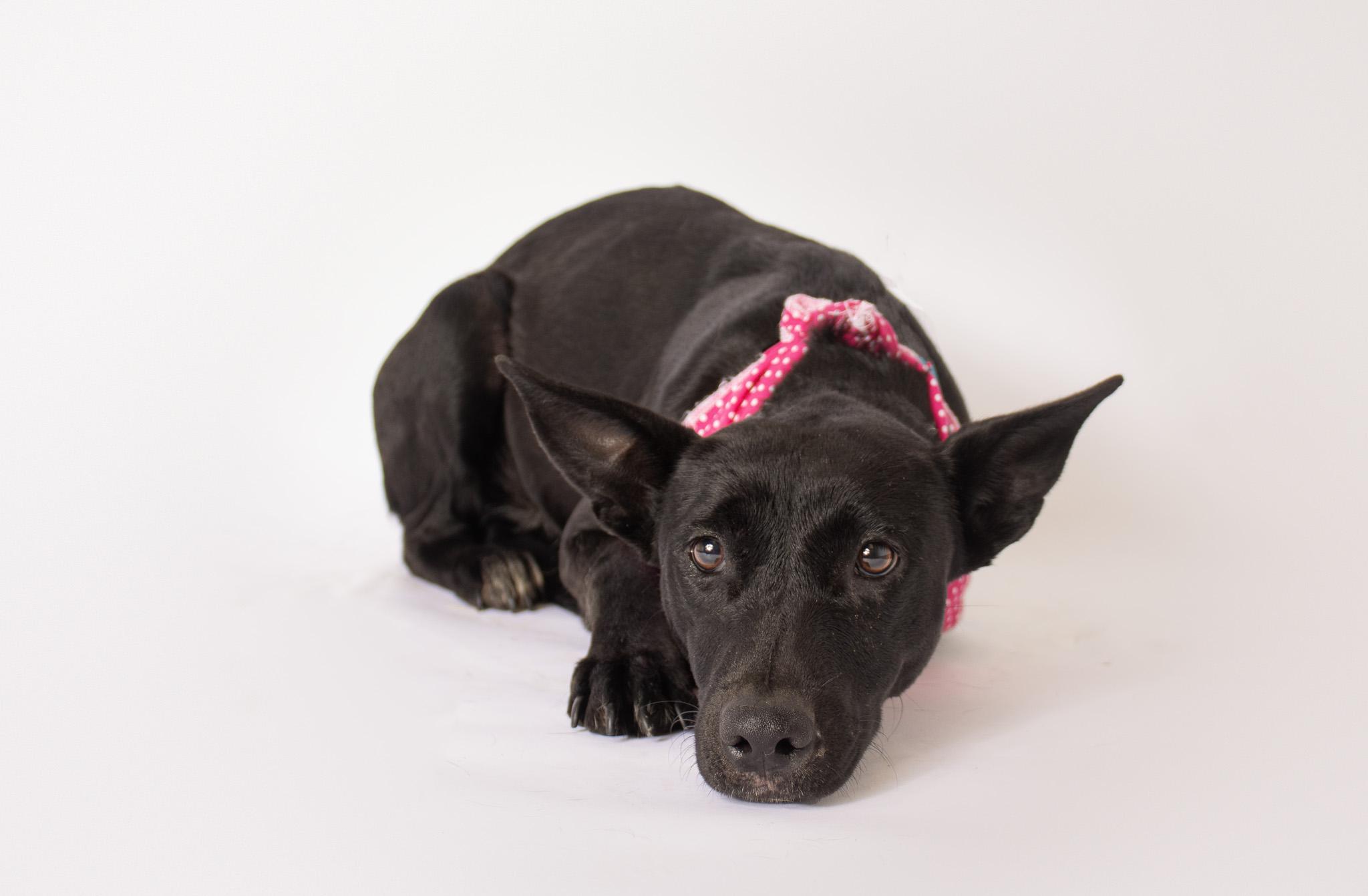 Katniss, ADOPTABLE, Young Female Hound.