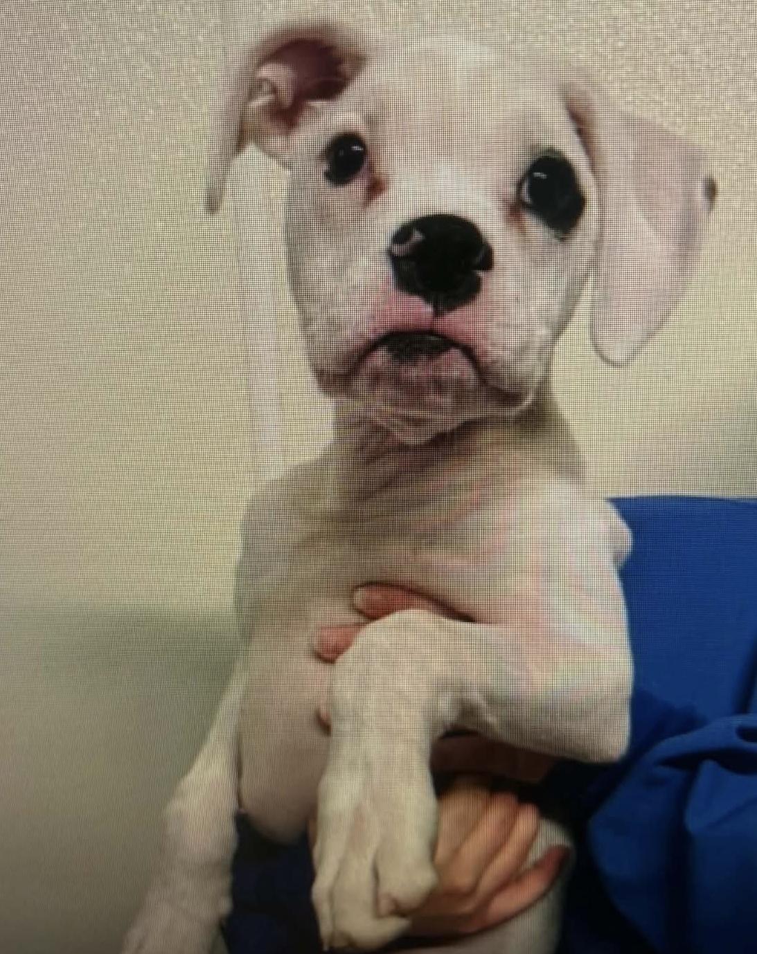 Bonz, an adopted Boxer in Fountaintown, IN image 3/4