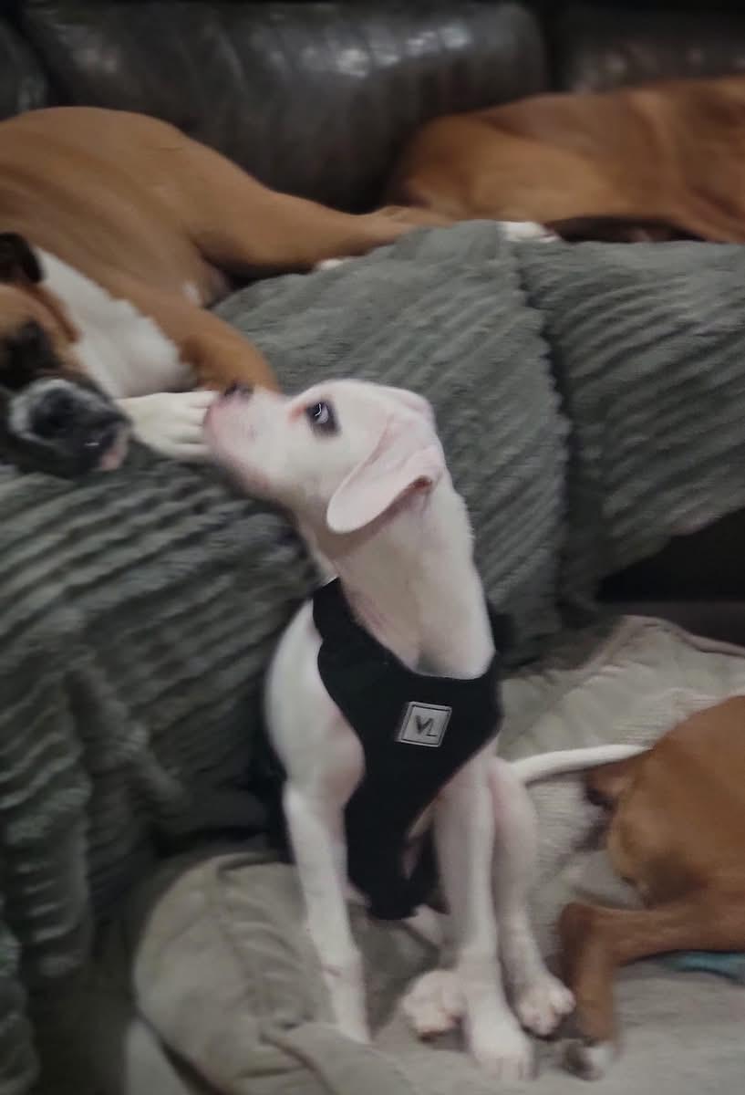 Bonz, an adopted Boxer in Fountaintown, IN image 2/4