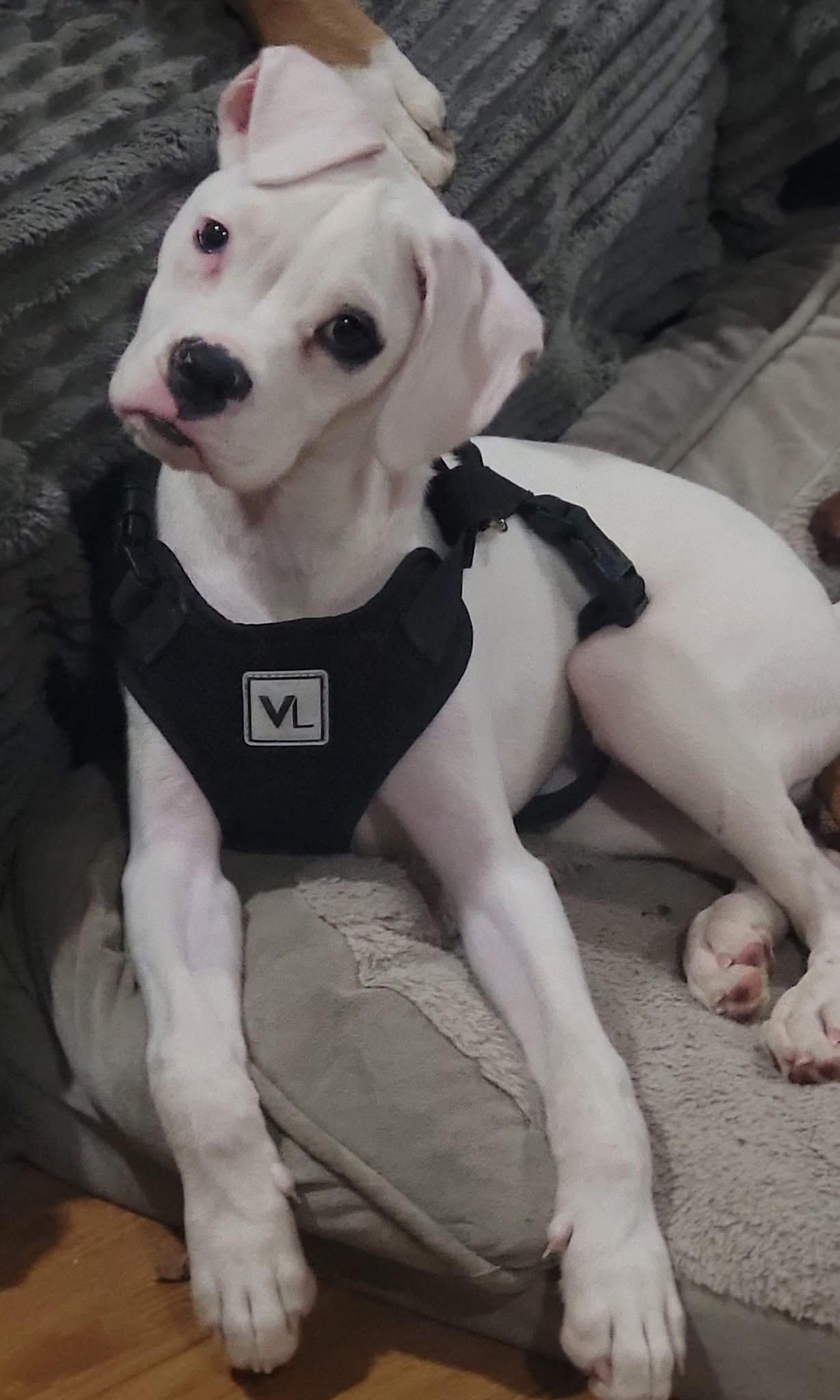 Bonz, an adopted Boxer in Fountaintown, IN image 4/4