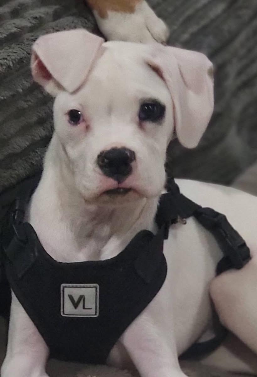 Bonz, adopted, Puppy Male Boxer.