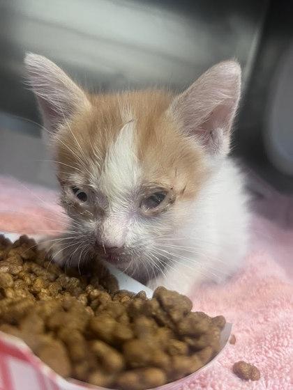 59583745, Adoptable, Kitten Female Domestic Medium Hair.