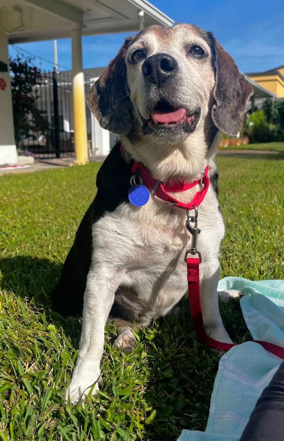 Banjo II, Adoptable, Young Male Beagle.