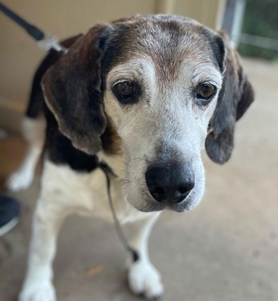 Enlarge Banjo II, a Adoptable Beagle in Dunnellon, FL image 1/3