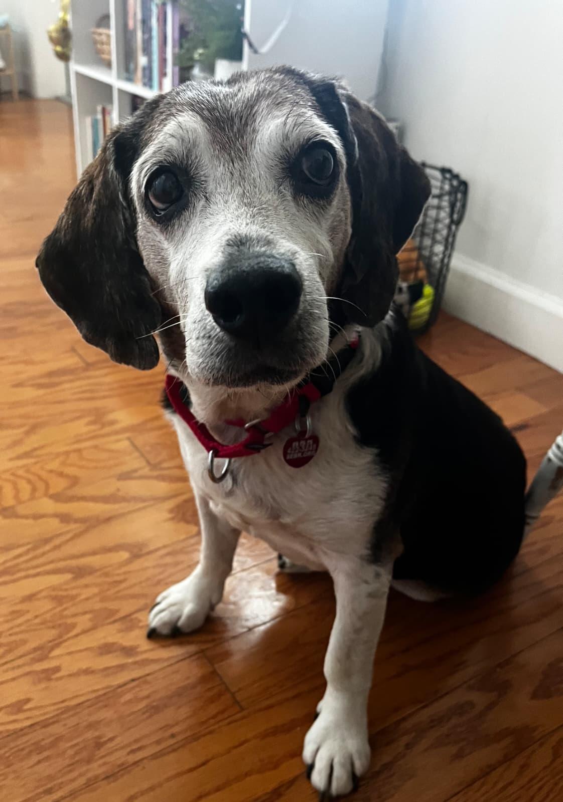 Enlarge Banjo II, a Adoptable Beagle in Dunnellon, FL image 2/3