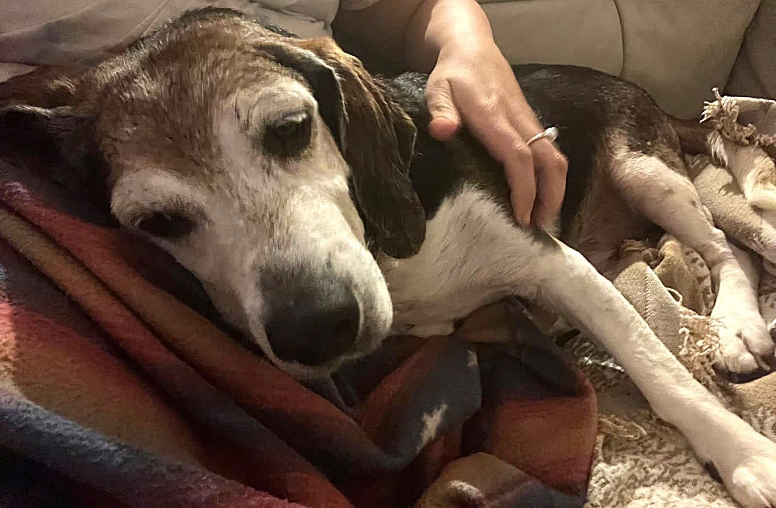 Enlarge Banjo II, a Adoptable Beagle in Dunnellon, FL image 3/3