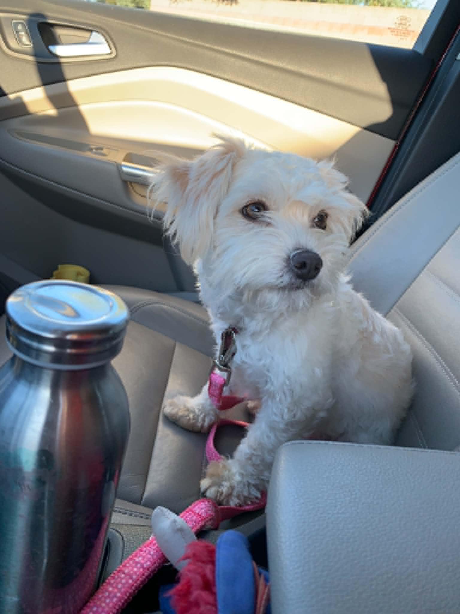 Enlarge Yuko, a Adopted mixed breed in Hollister, CA image 3/3