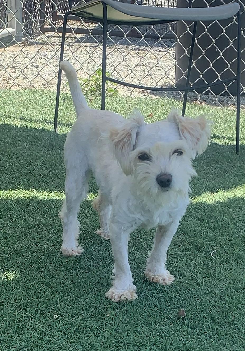 Enlarge Yuko, a Adopted mixed breed in Hollister, CA image 2/3