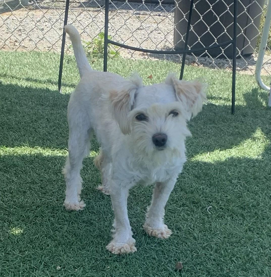 Enlarge Yuko, a Adopted mixed breed in Hollister, CA image 1/3
