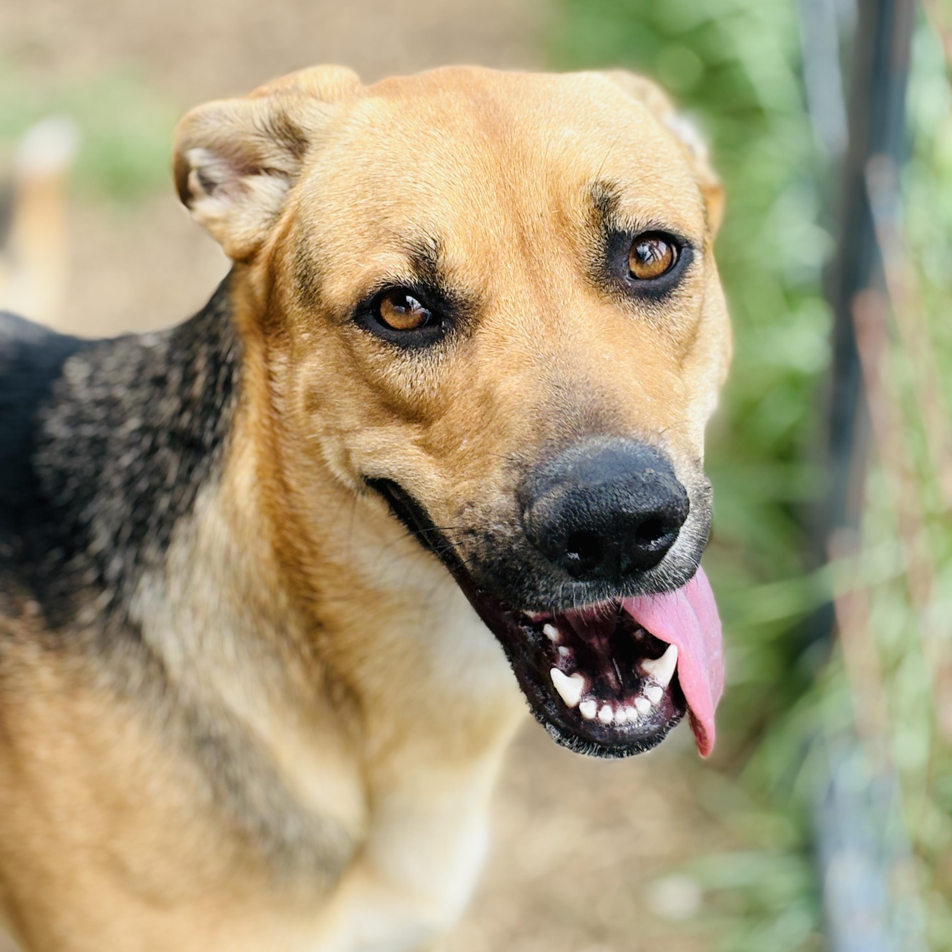 Enlarge *Aurora, a Adoptable mixed breed in Justin, TX image 2/3