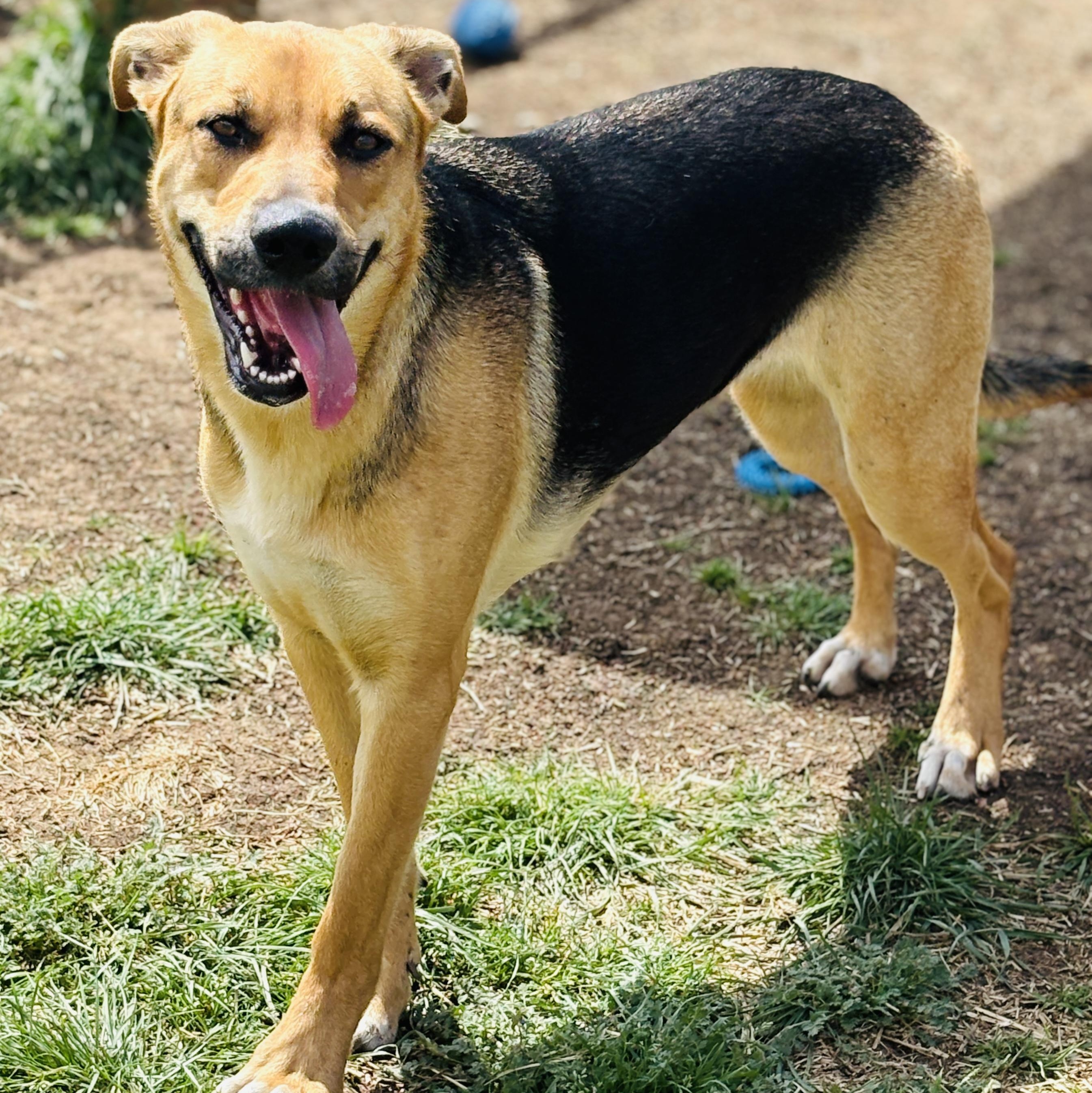 *Aurora, Young Female German Shepherd Dog