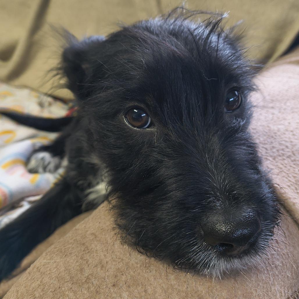 Indy, Adoptable, Puppy Female Terrier.
