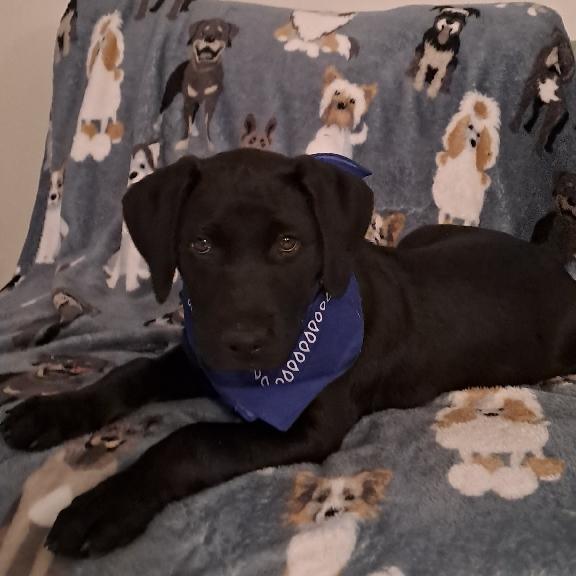 Batman, a Adopted mixed breed in Miami, FL image 2/3