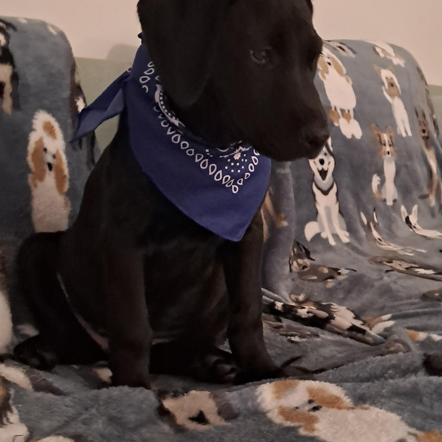 Batman, a Adopted mixed breed in Miami, FL image 3/3