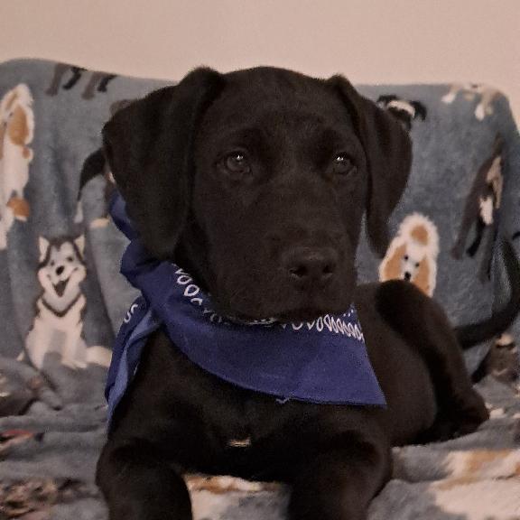 Batman, Adopted, Puppy Male Labrador Retriever.