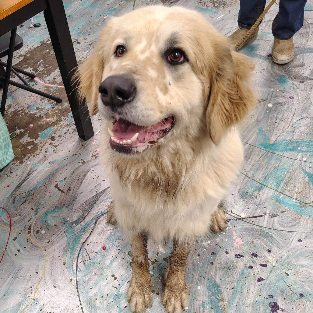 Chevy, Adoptable, Adult Male Great Pyrenees.