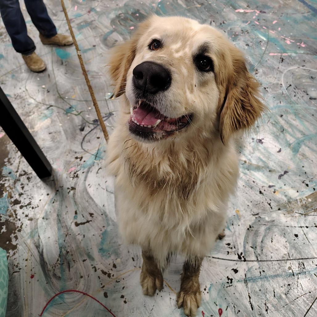 Chevy, a Adoptable Great Pyrenees in Coos Bay, OR image 2/5