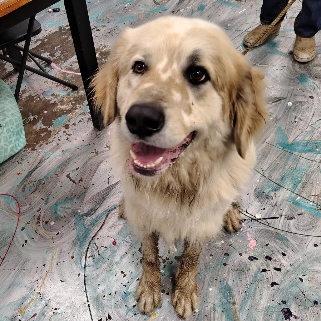 Chevy, a Adoptable Great Pyrenees in Coos Bay, OR image 3/5