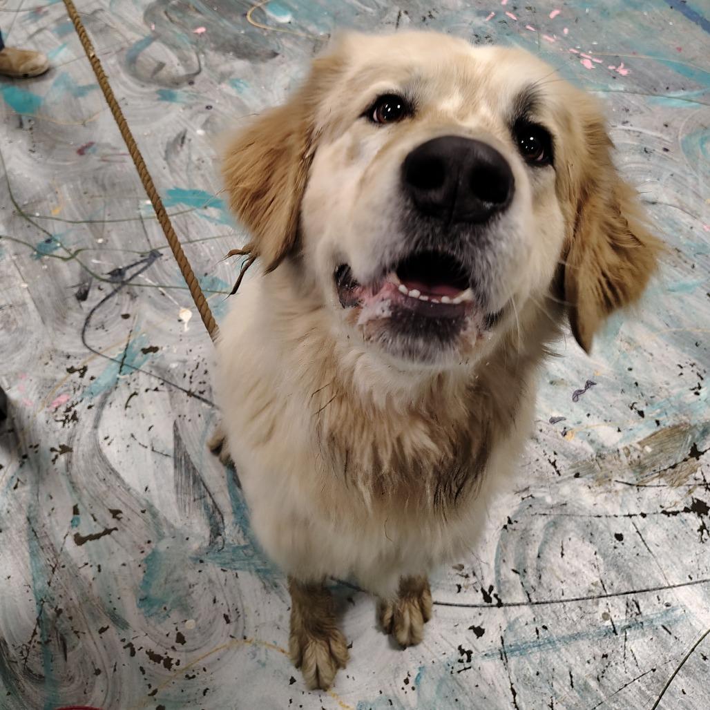 Chevy, a Adoptable Great Pyrenees in Coos Bay, OR image 4/5