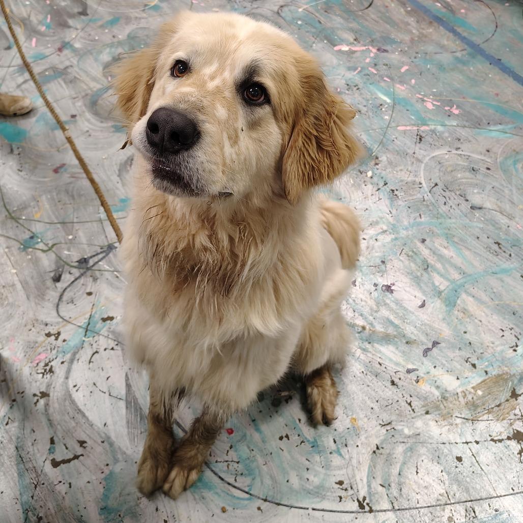 Chevy, a Adoptable Great Pyrenees in Coos Bay, OR image 5/5