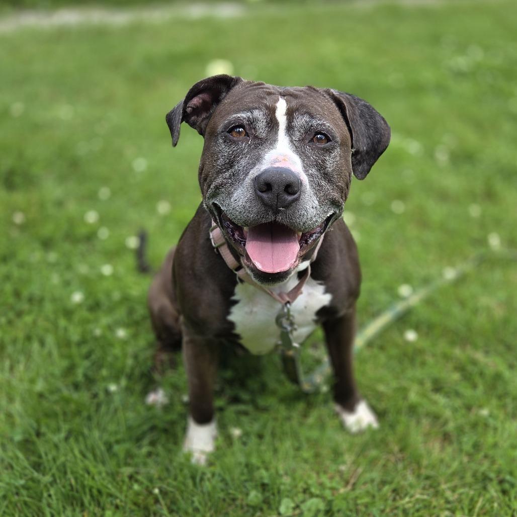 June, Adoptable, Senior Female Pit Bull Terrier.