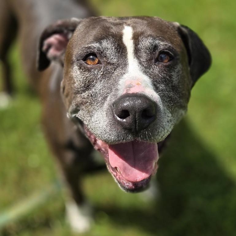 June, a Adoptable Pit Bull Terrier in Pittsford, VT image 2/5