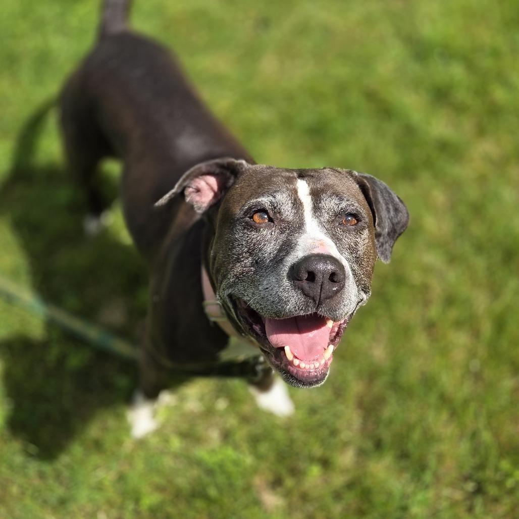 June, a Adoptable Pit Bull Terrier in Pittsford, VT image 3/5