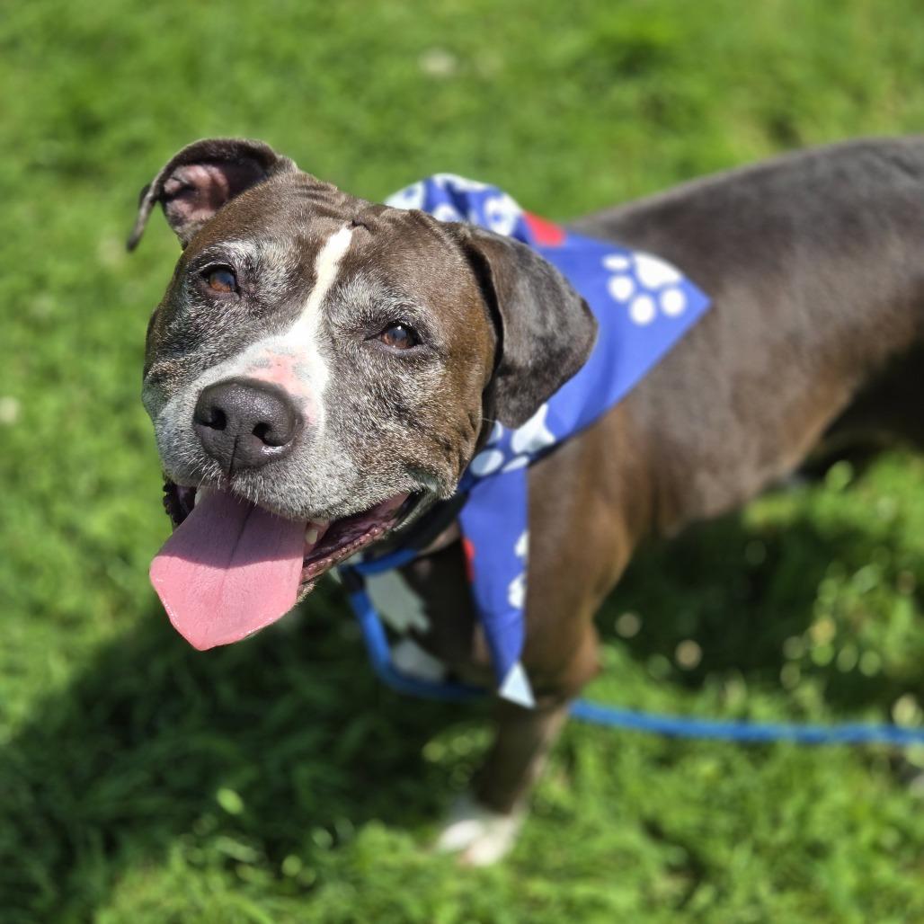 June, a Adoptable Pit Bull Terrier in Pittsford, VT image 4/5