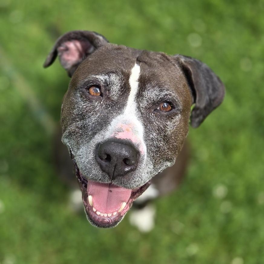 June, a Adoptable Pit Bull Terrier in Pittsford, VT image 5/5