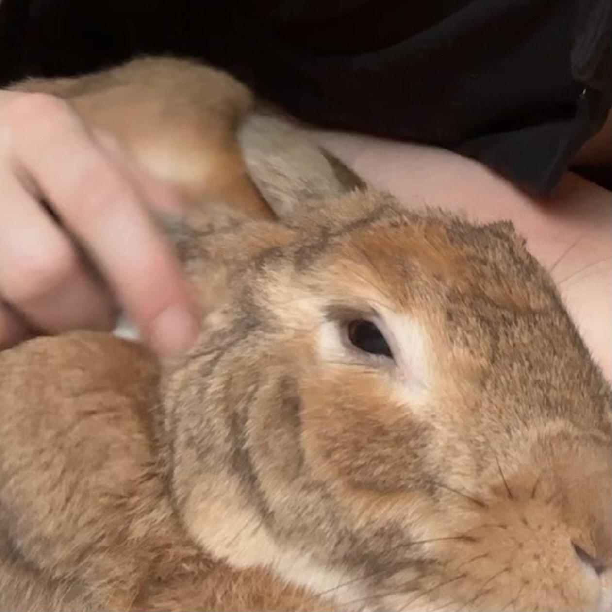 Enlarge Gabby, a ADOPTABLE Bunny Rabbit in Cambridge, ON image 6/6