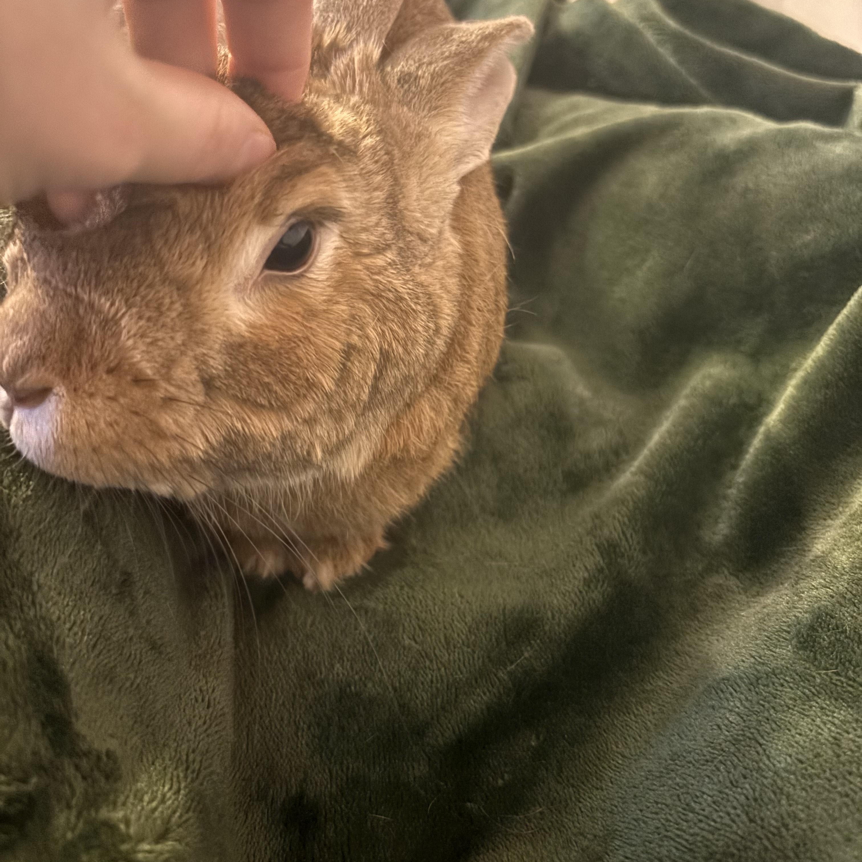 Enlarge Gabby, a ADOPTABLE Bunny Rabbit in Cambridge, ON image 5/6