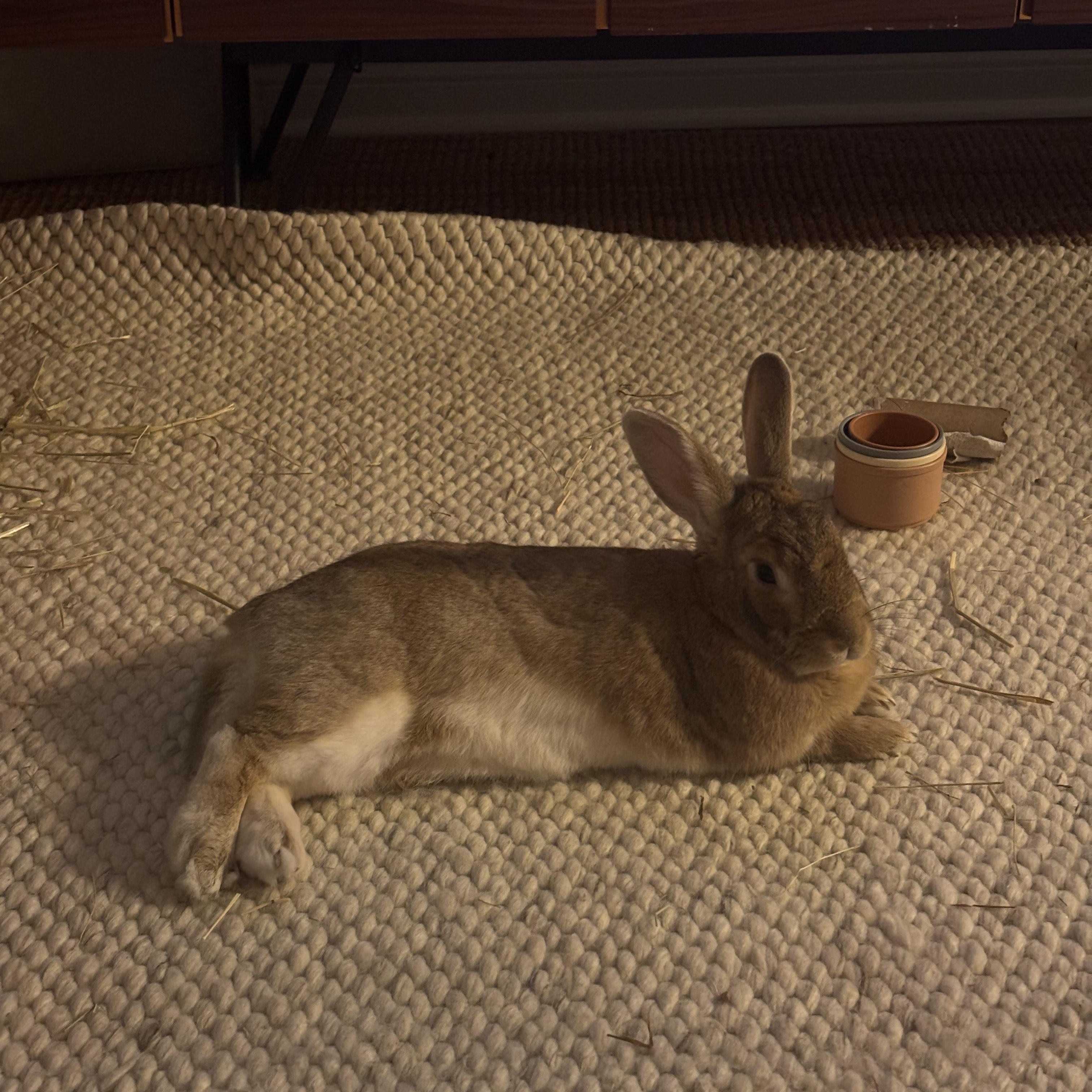 Enlarge Gabby, a ADOPTABLE Bunny Rabbit in Cambridge, ON image 2/6