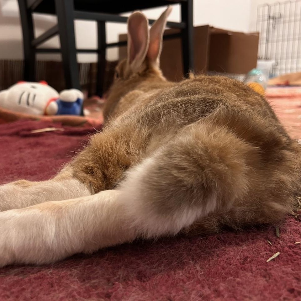 Enlarge Gabby, a ADOPTABLE Bunny Rabbit in Cambridge, ON image 4/6