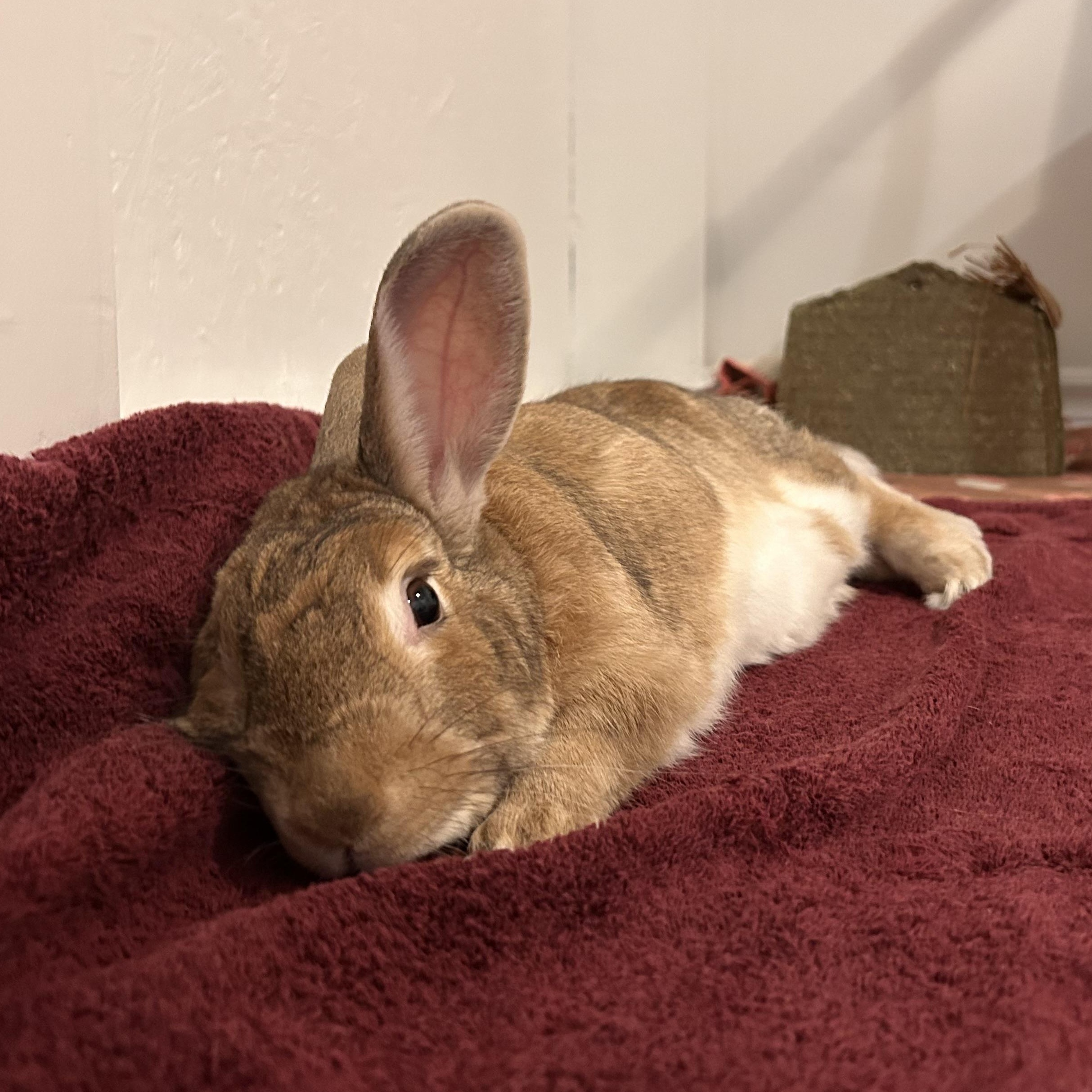 Enlarge Gabby, a ADOPTABLE Bunny Rabbit in Cambridge, ON image 1/6