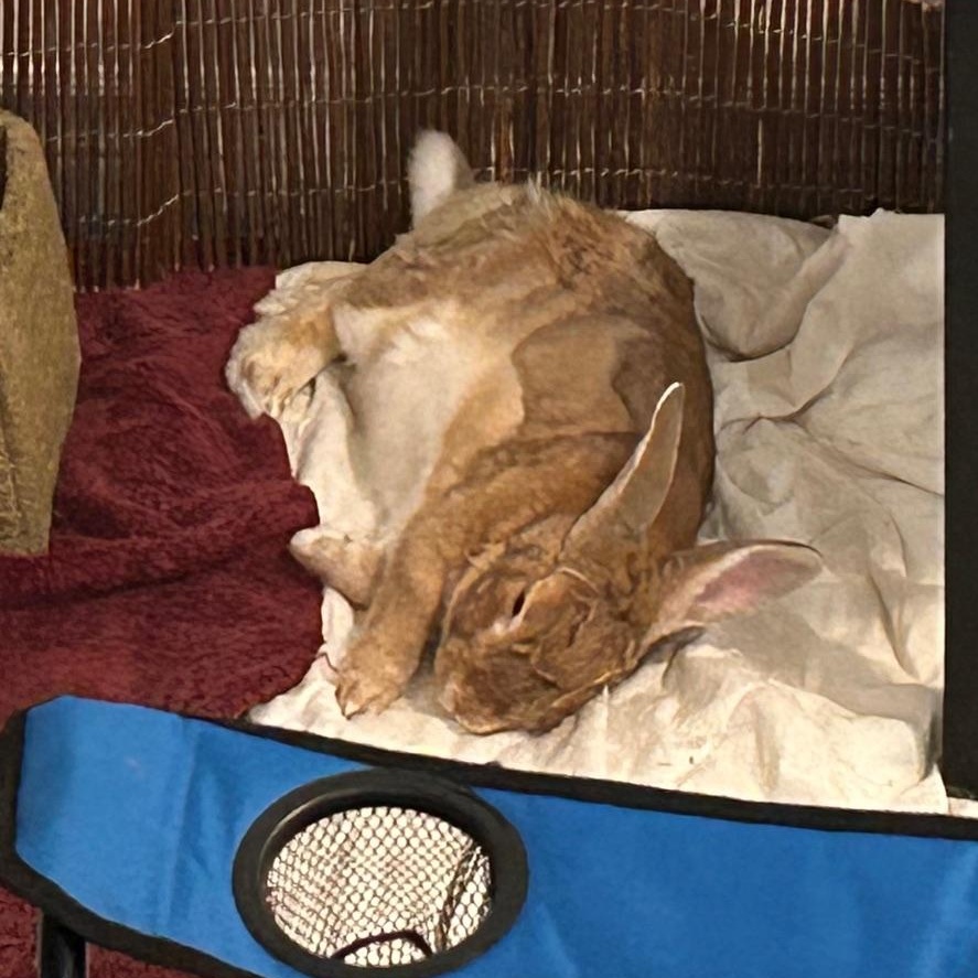 Enlarge Gabby, a ADOPTABLE Bunny Rabbit in Cambridge, ON image 3/6