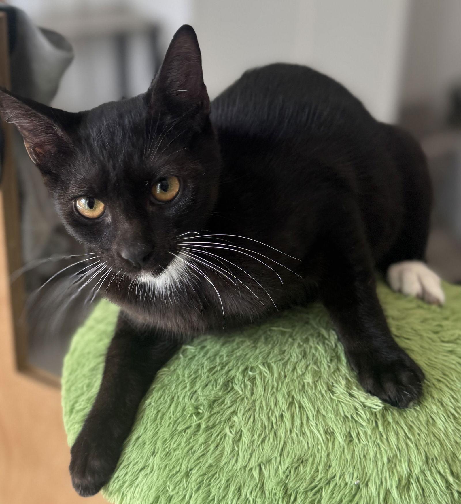 Odie, Adoptable, Young Male Domestic Short Hair.