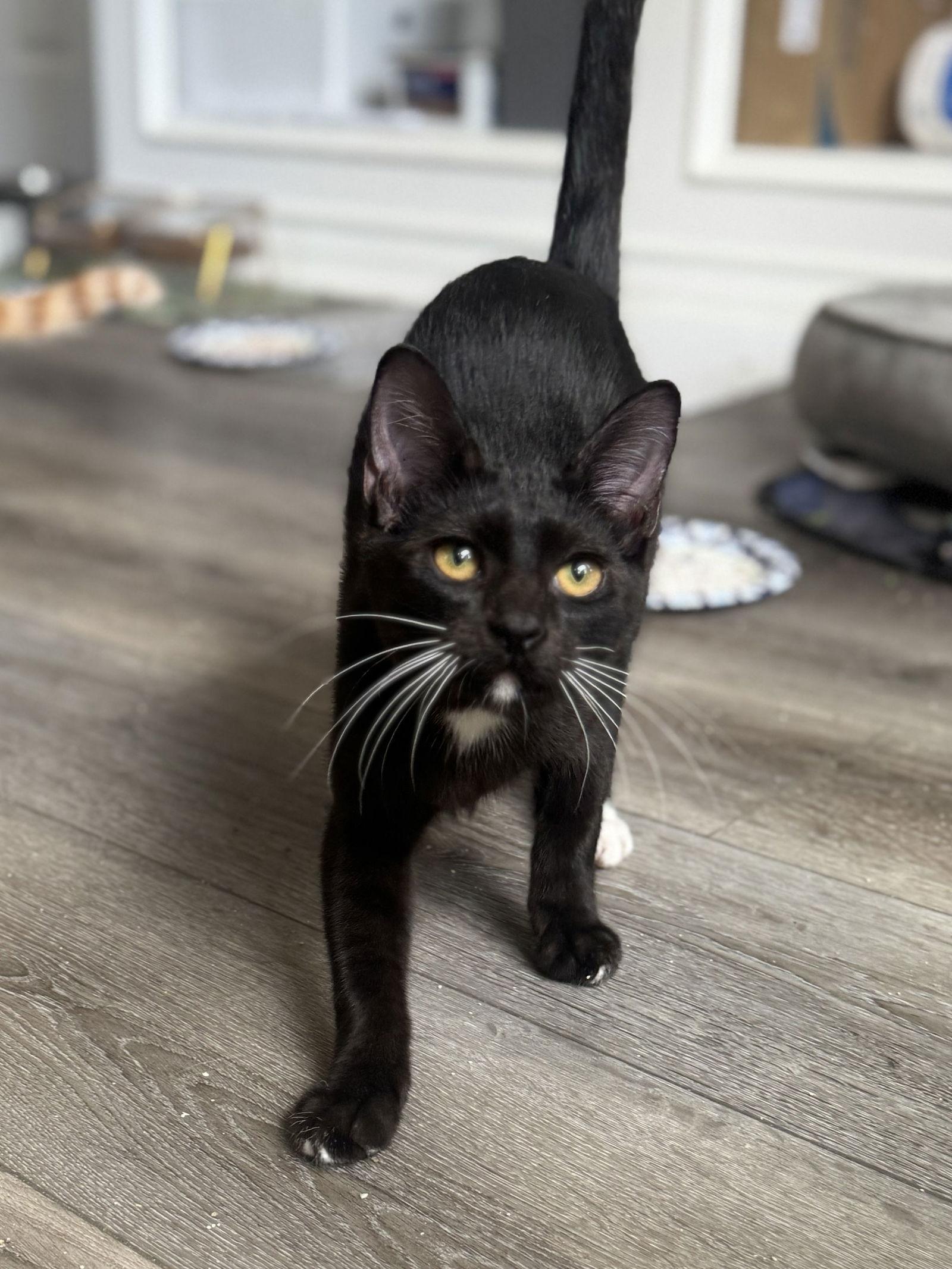 Enlarge Odie, a Adoptable Domestic Short Hair in Seal Beach, CA image 2/3