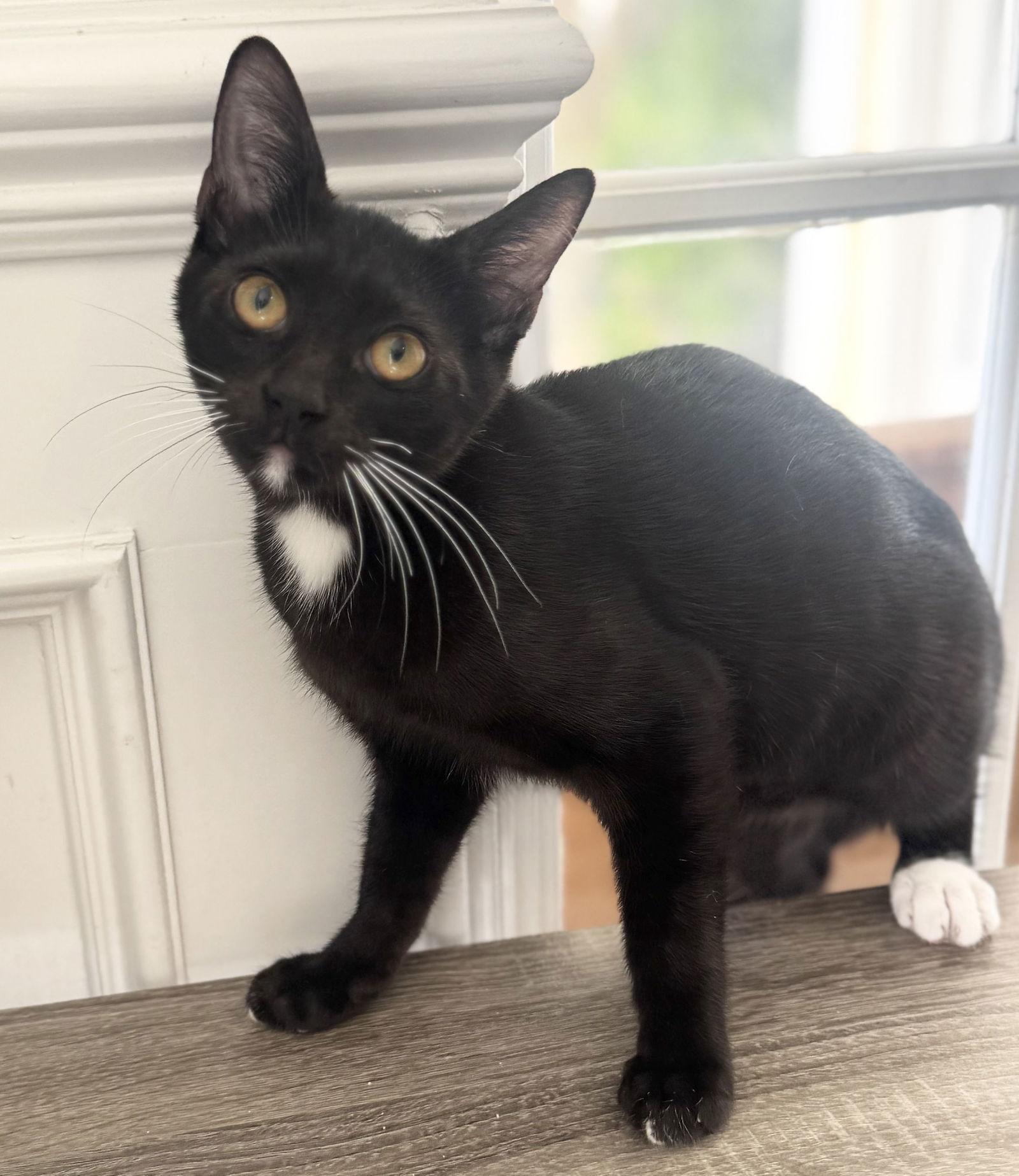 Enlarge Odie, a Adoptable Domestic Short Hair in Seal Beach, CA image 3/3