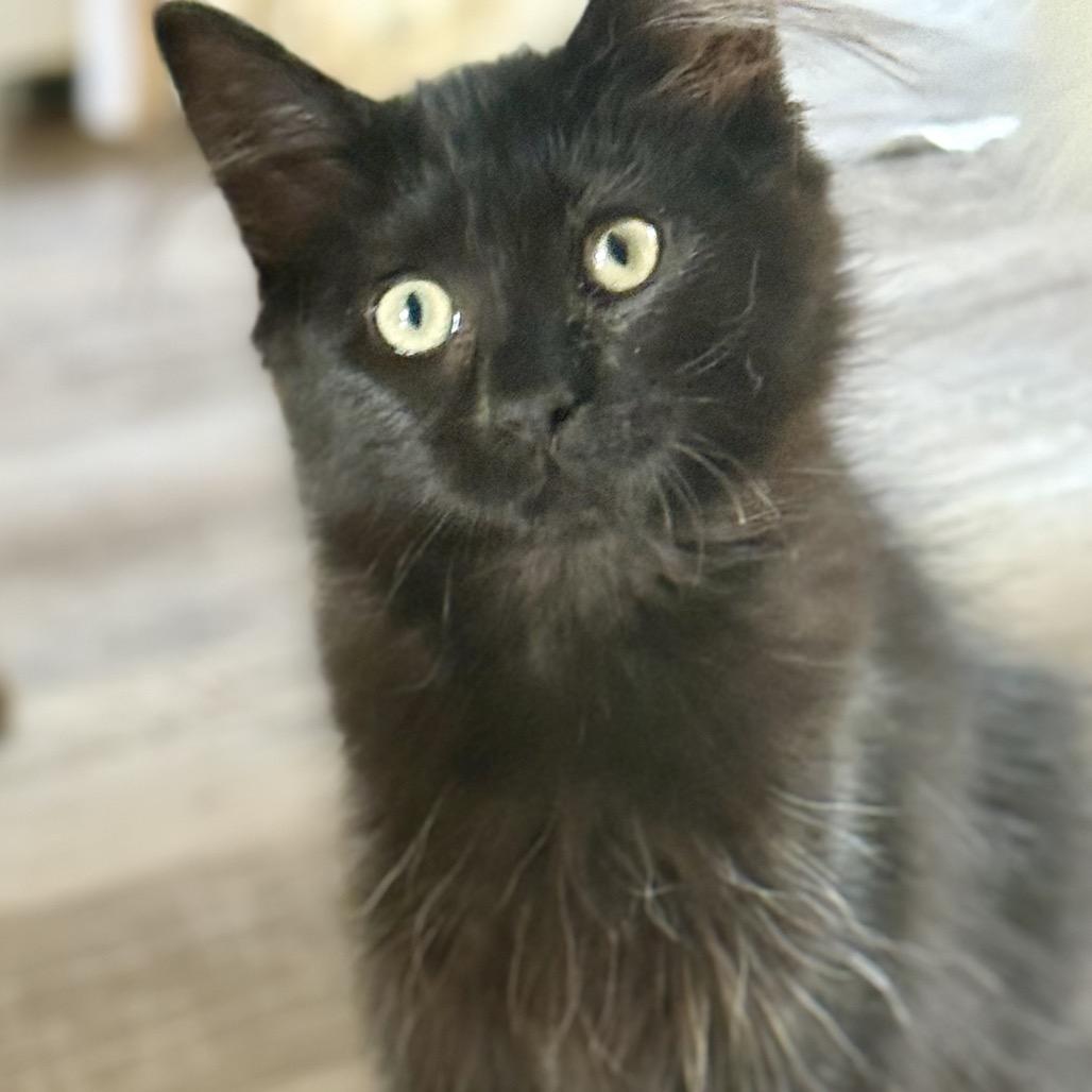 Phoebe (Neon), Adoptable, Kitten Female Domestic Medium Hair.