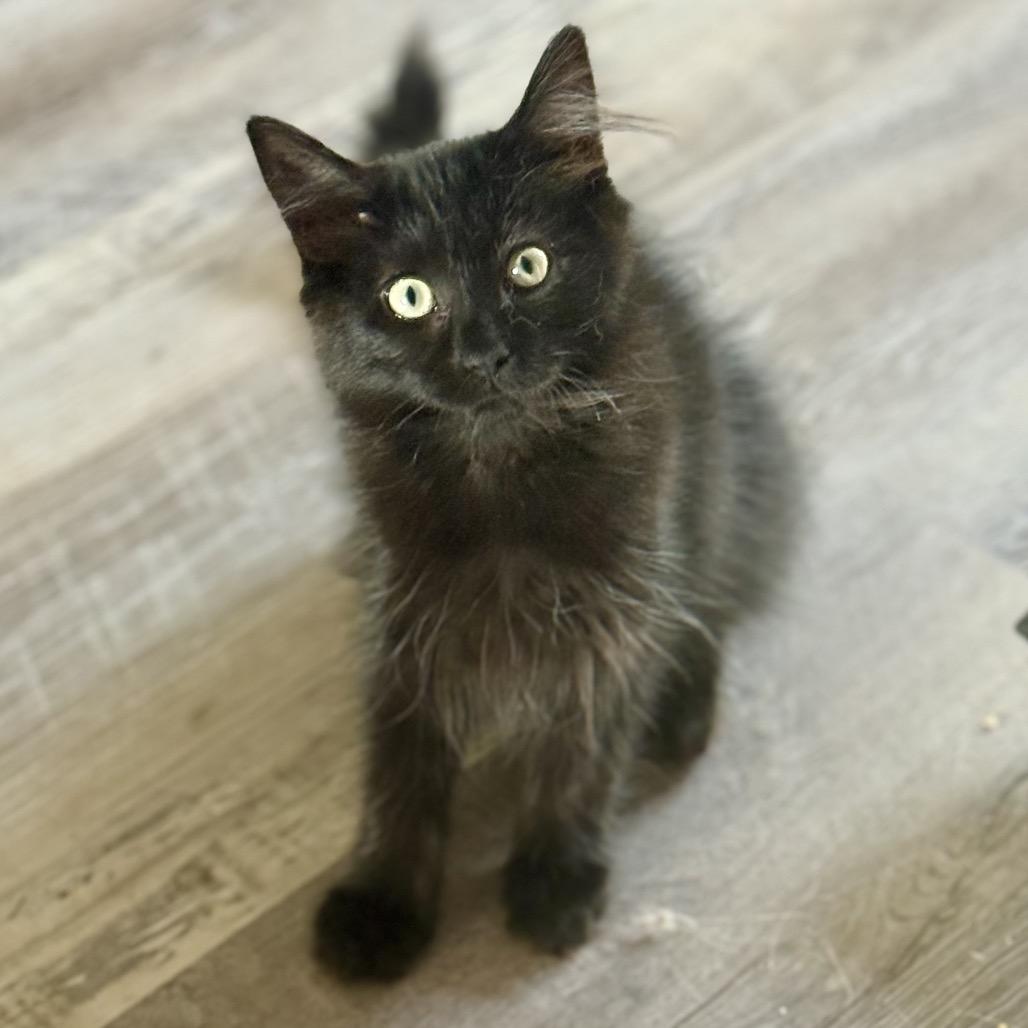 Enlarge Phoebe (Neon), a Adoptable Domestic Medium Hair in Kenai, AK image 2/3