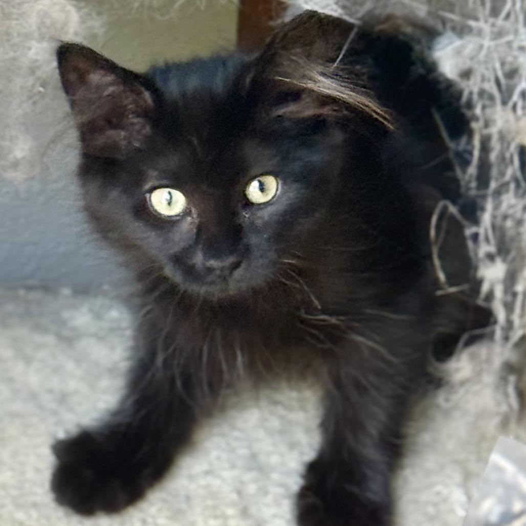 Enlarge Phoebe (Neon), a Adoptable Domestic Medium Hair in Kenai, AK image 3/3