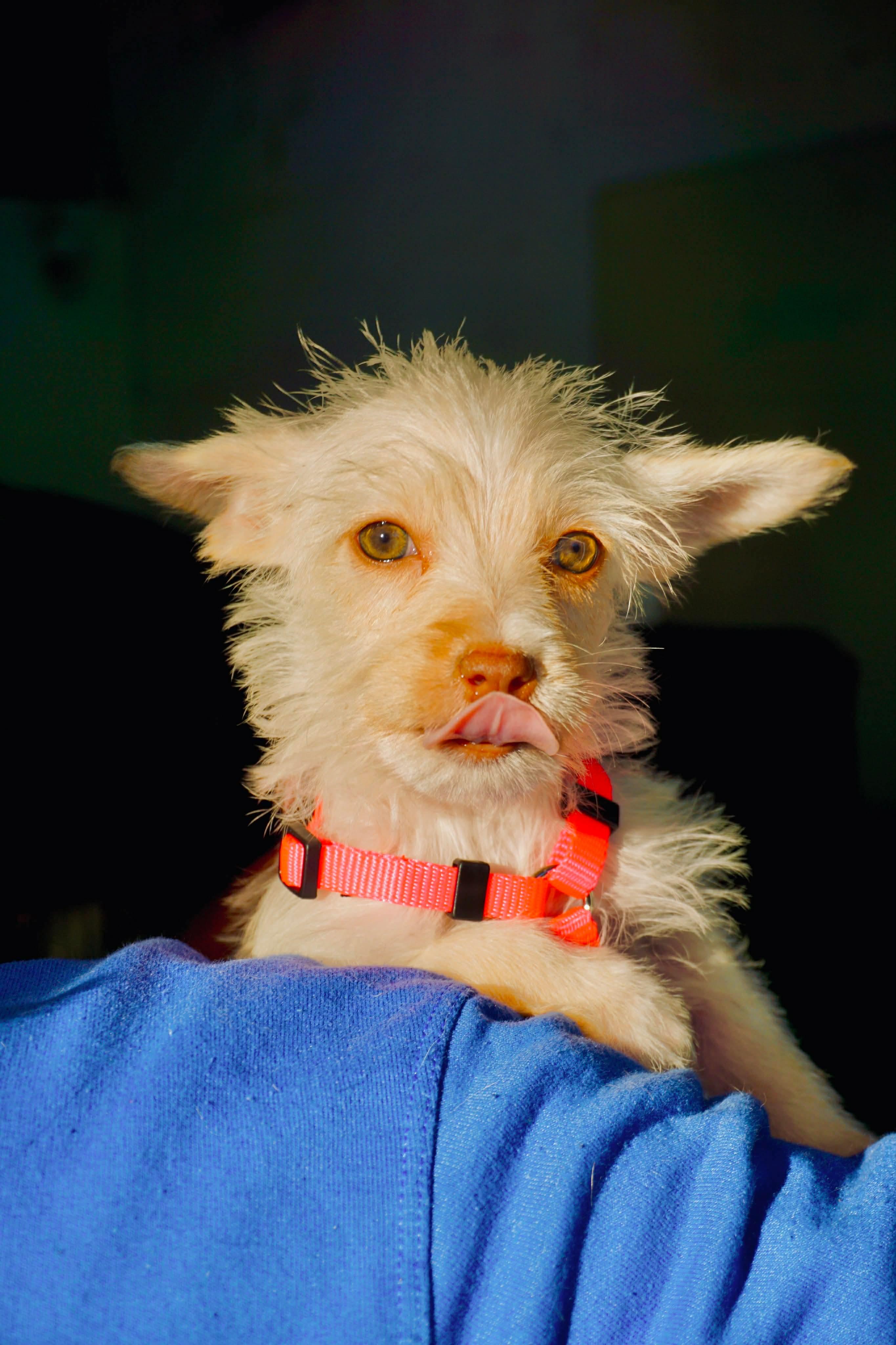 Lilac, a Adoptable mixed breed in San Diego, CA image 2/2