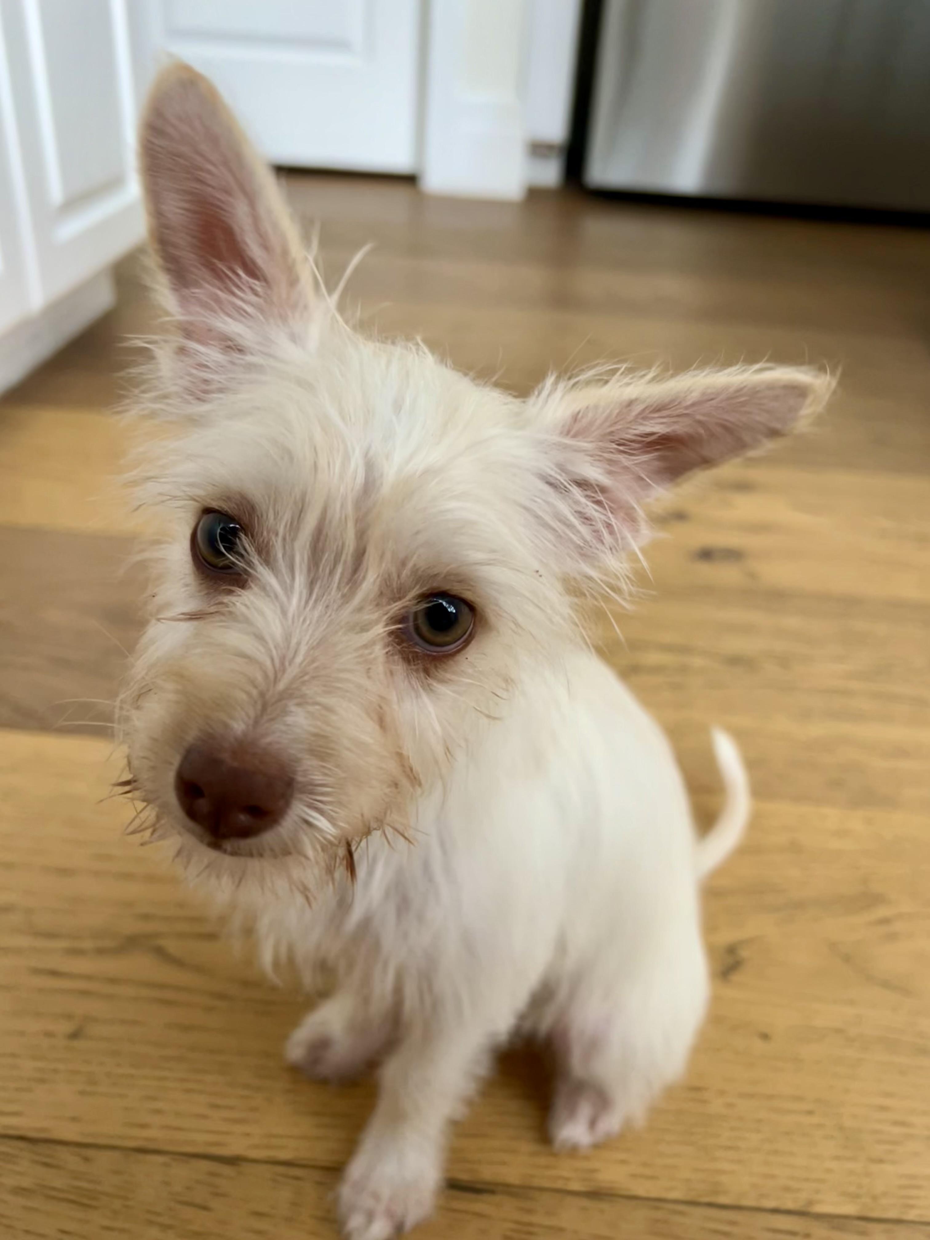 Lilac, Adoptable, Puppy Female Miniature Schnauzer & Chihuahua.