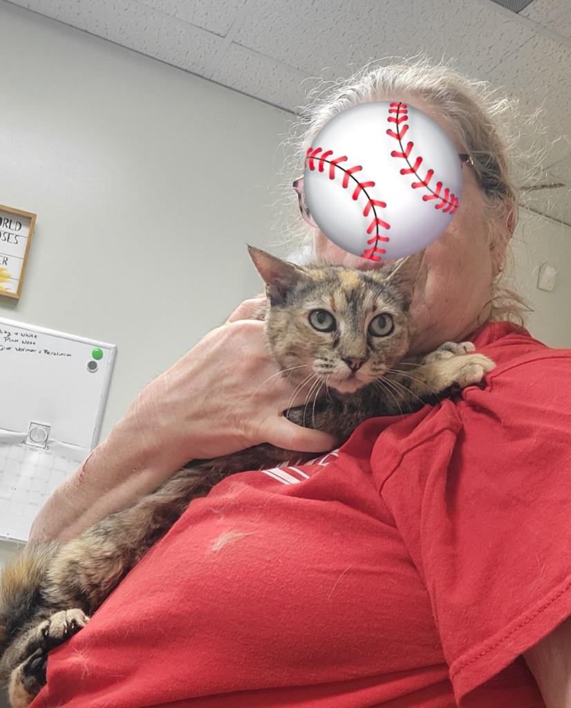 Nosey, Adoptable, Young Female Domestic Short Hair.