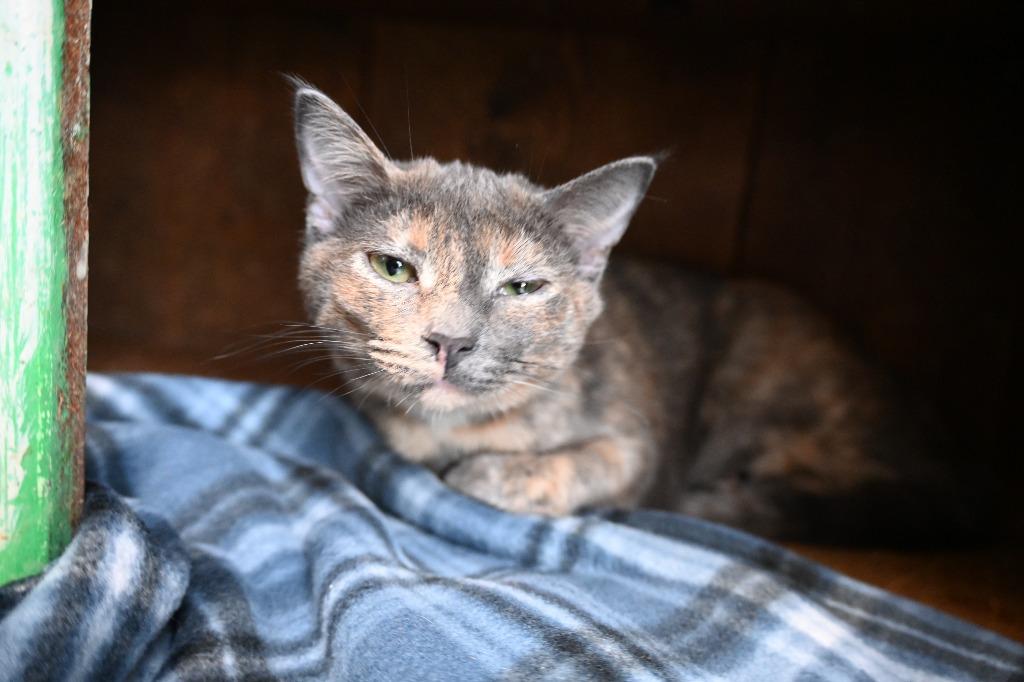 Enlarge Nosey, a Adoptable mixed breed in Rome, GA image 2/2