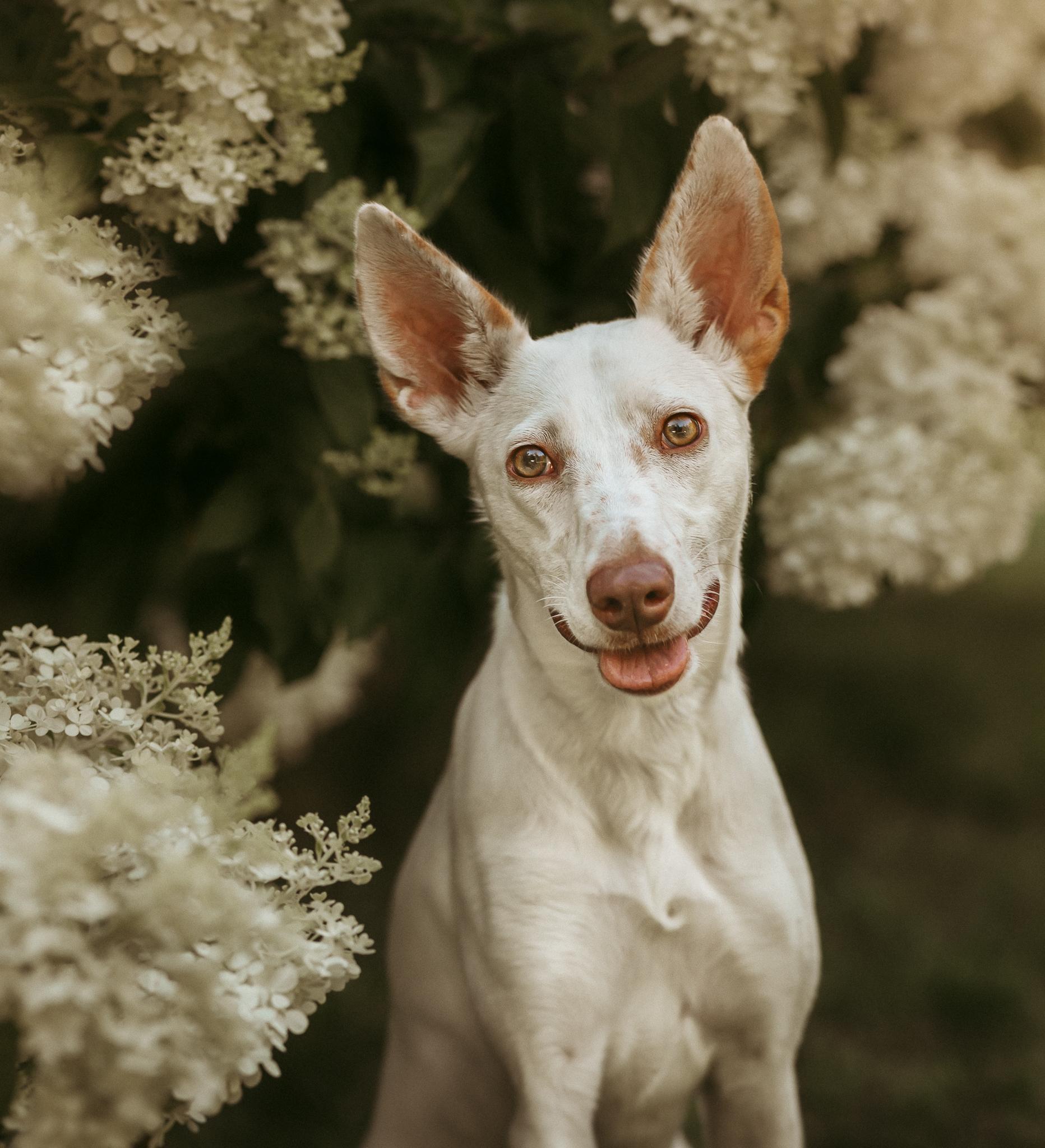 Lumi (Super Sporty 1 year old. Loves Other Dogs! Foster or Adopter Wanted)