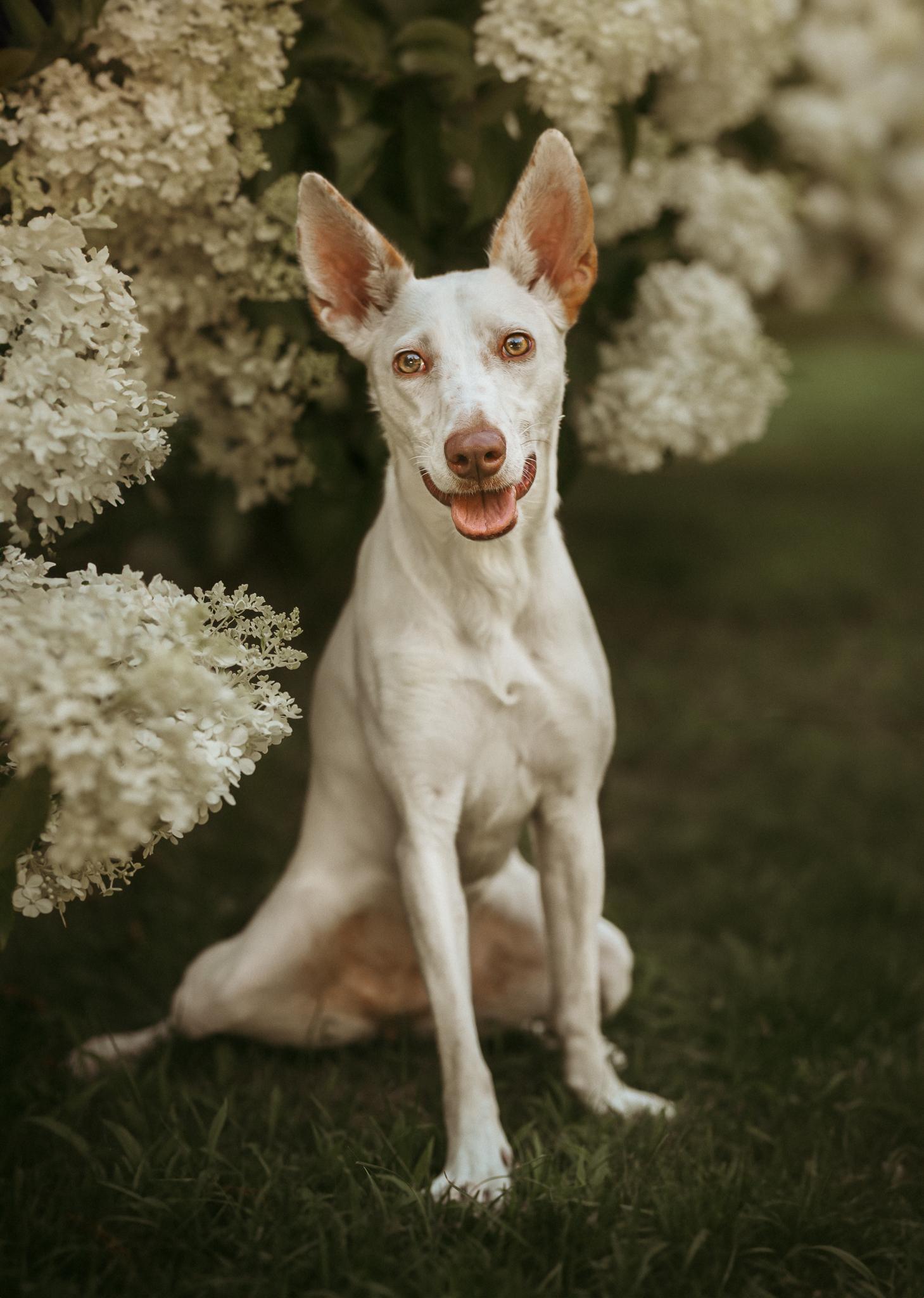 Lumi (Super Sporty 1 year old. Loves Other Dogs! Foster or Adopter Wanted)