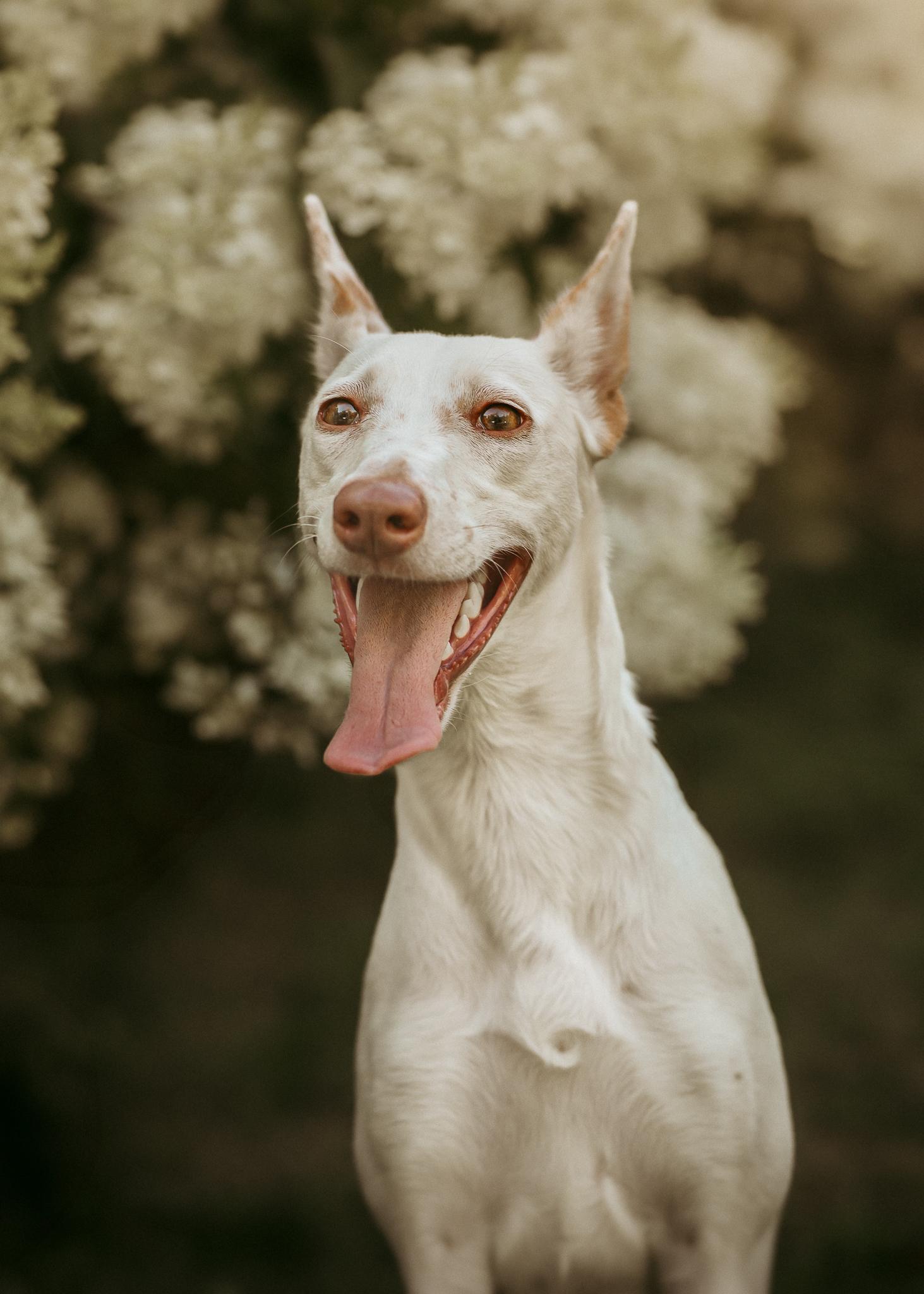 Lumi (Super Sporty 1 year old. Loves Other Dogs! Foster or Adopter Wanted)