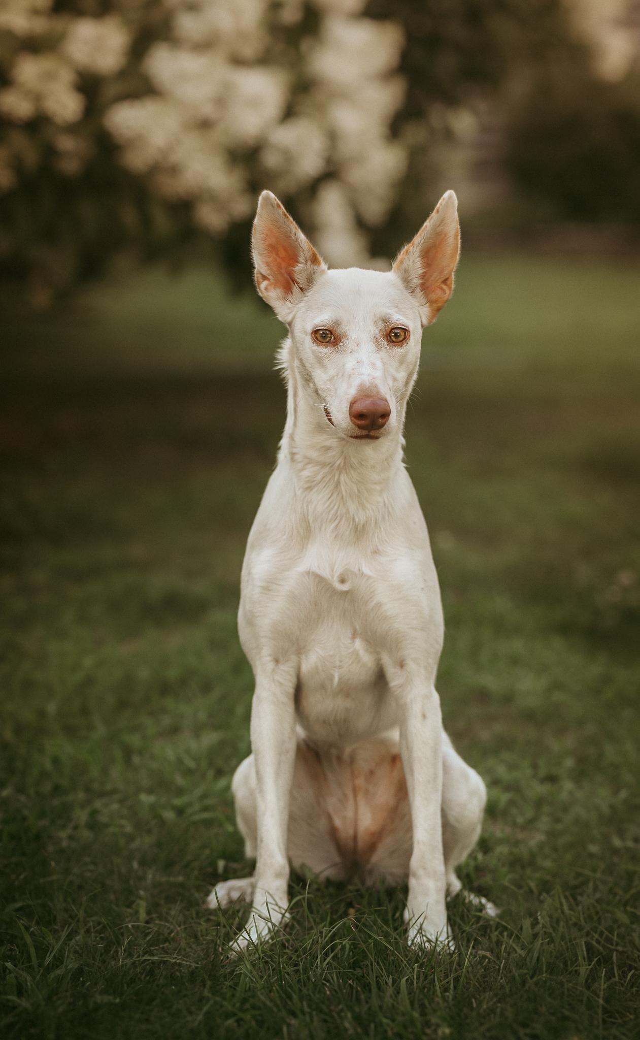 Lumi (Super Sporty 1 year old. Loves Other Dogs! Foster or Adopter Wanted)