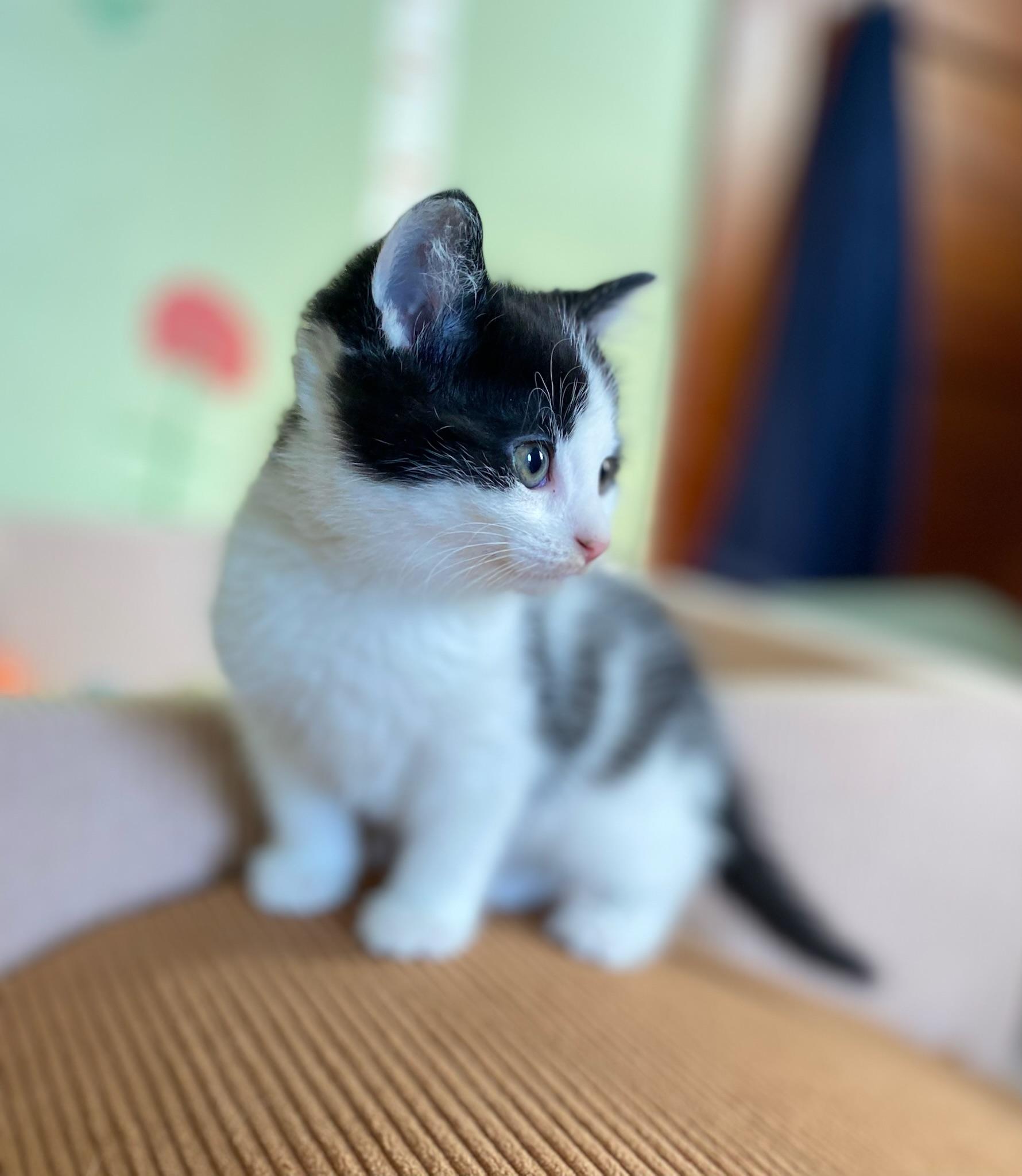 Guac, ADOPTABLE, Kitten Male Domestic Medium Hair.